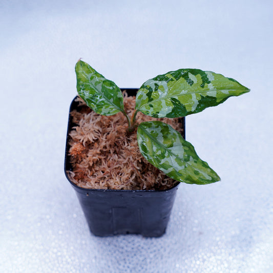 <出射便>Aglaonema Pictum Tricolor “Andaman” Port Blair