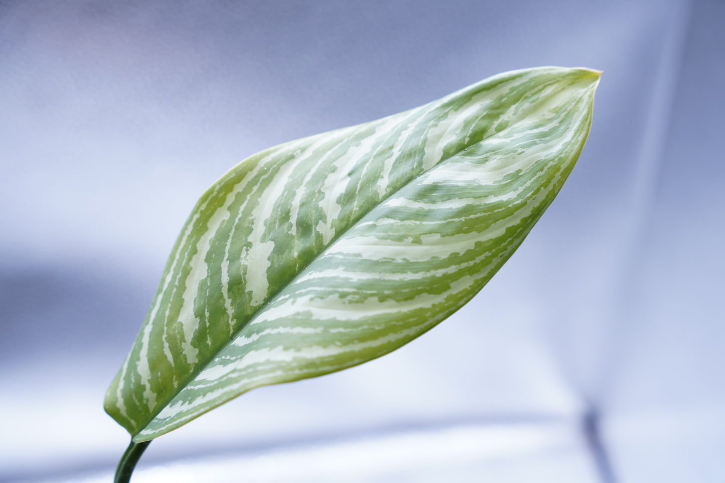 <カーティシー>Aglaonema Nitidum “Curtisii”