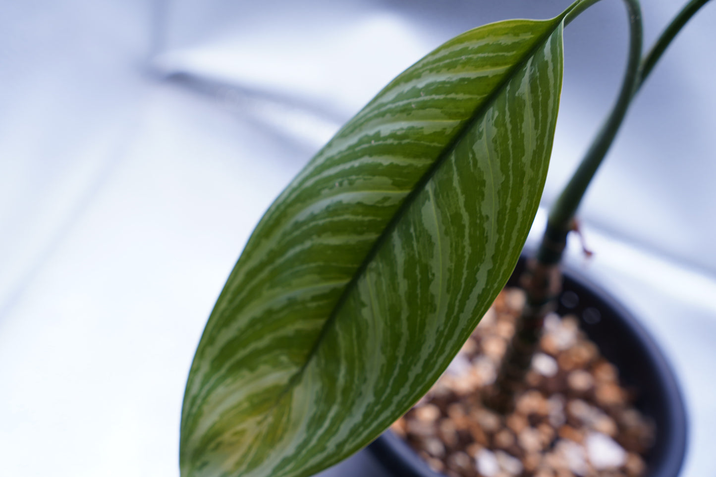 <カーティシー>Aglaonema Nitidum “Curtisii”