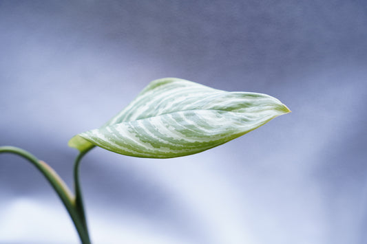 <カーティシー>Aglaonema Nitidum “Curtisii”