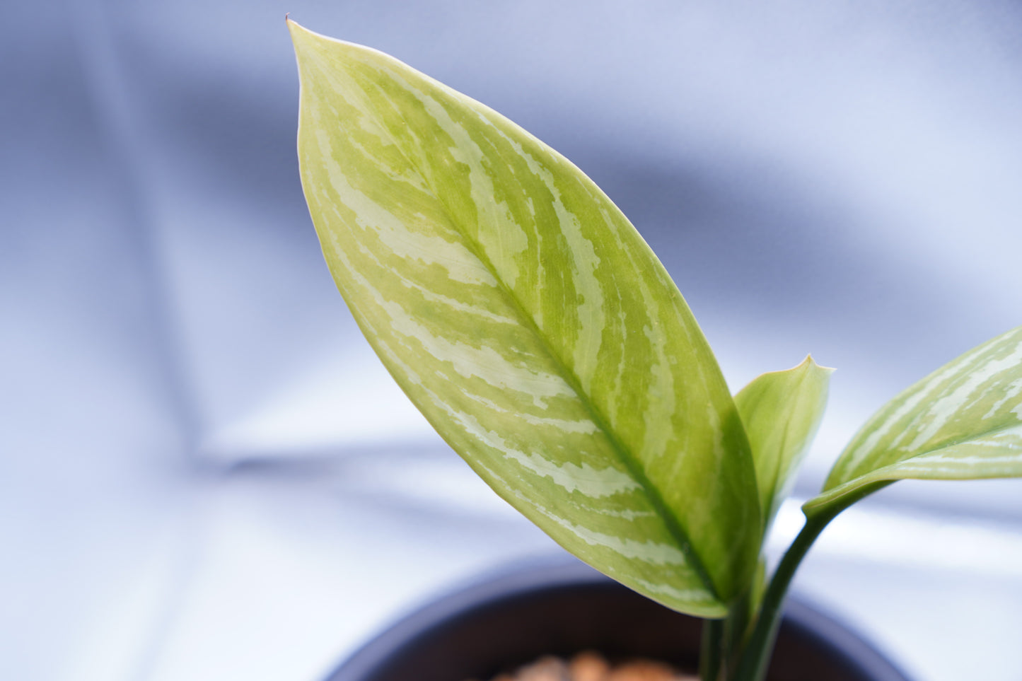 <カーティシー>Aglaonema Nitidum “Curtisii”