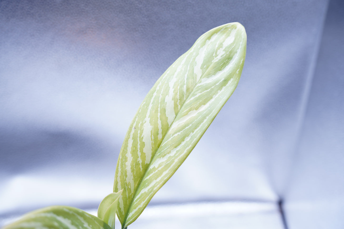 <カーティシー>Aglaonema Nitidum “Curtisii”