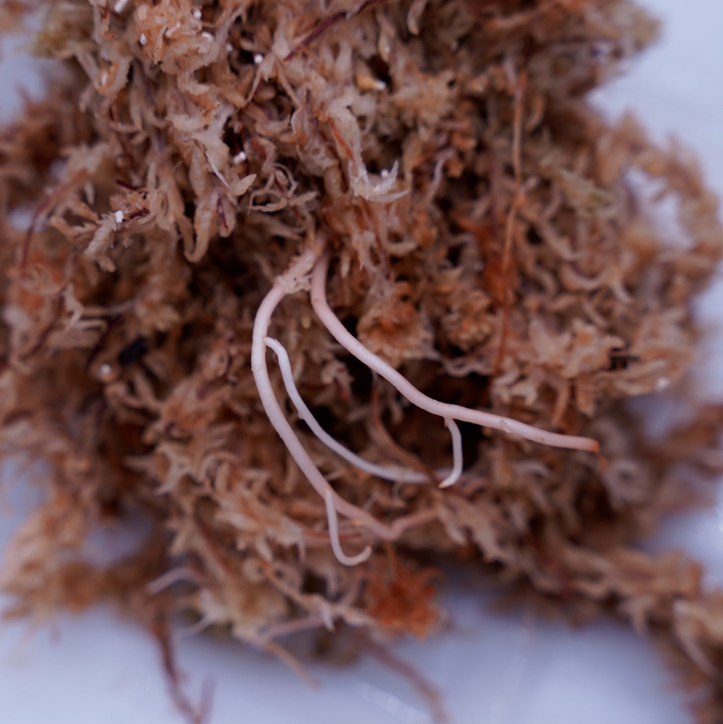 <出射便>Aglaonema Pictum Tricolor “Andaman” Port Blair