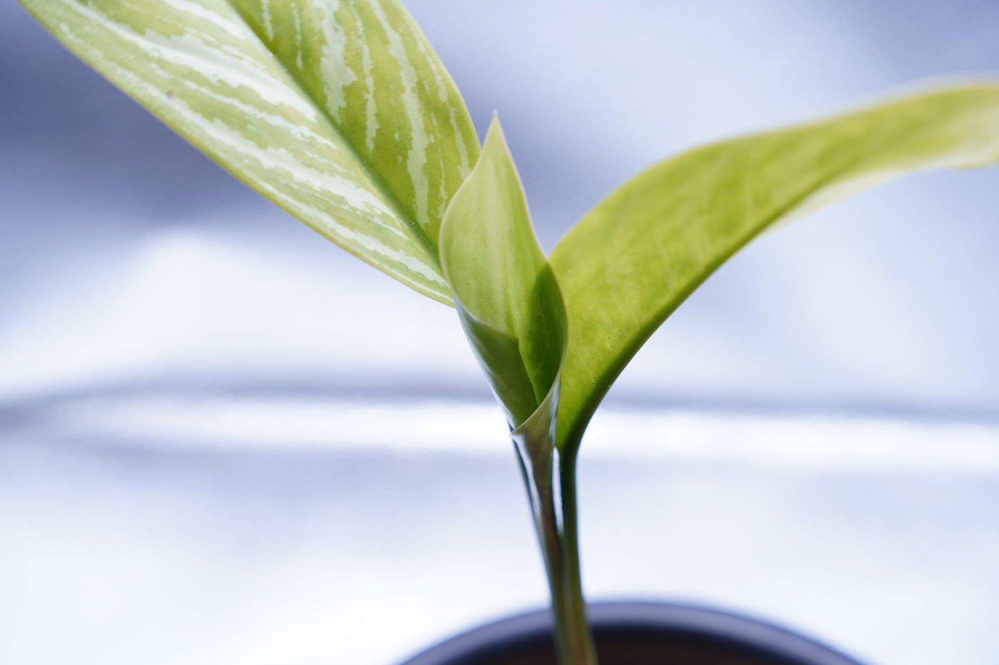 <カーティシー>Aglaonema Nitidum “Curtisii”