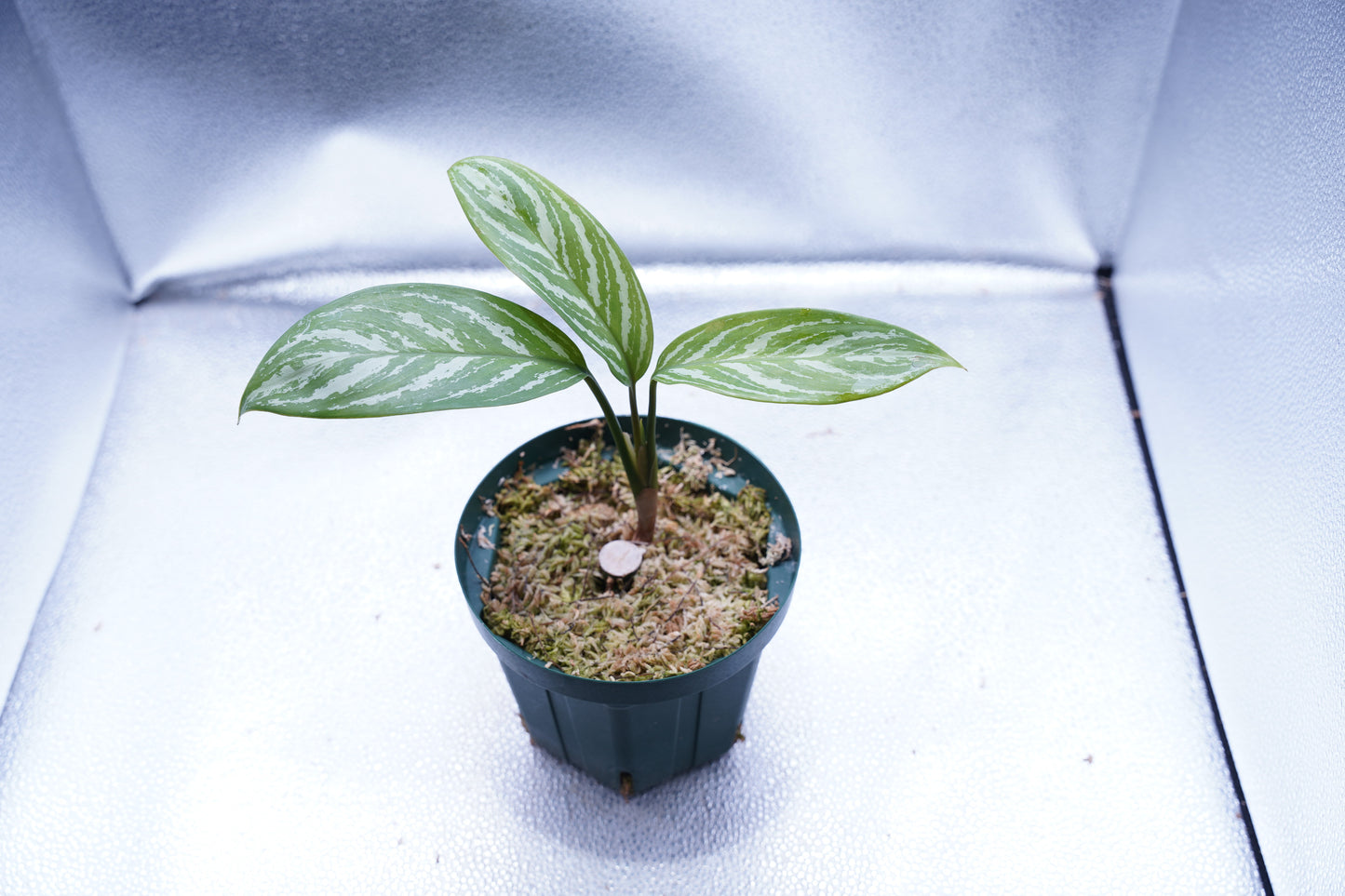 <カーティシー>Aglaonema Nitidum “Curtisii”