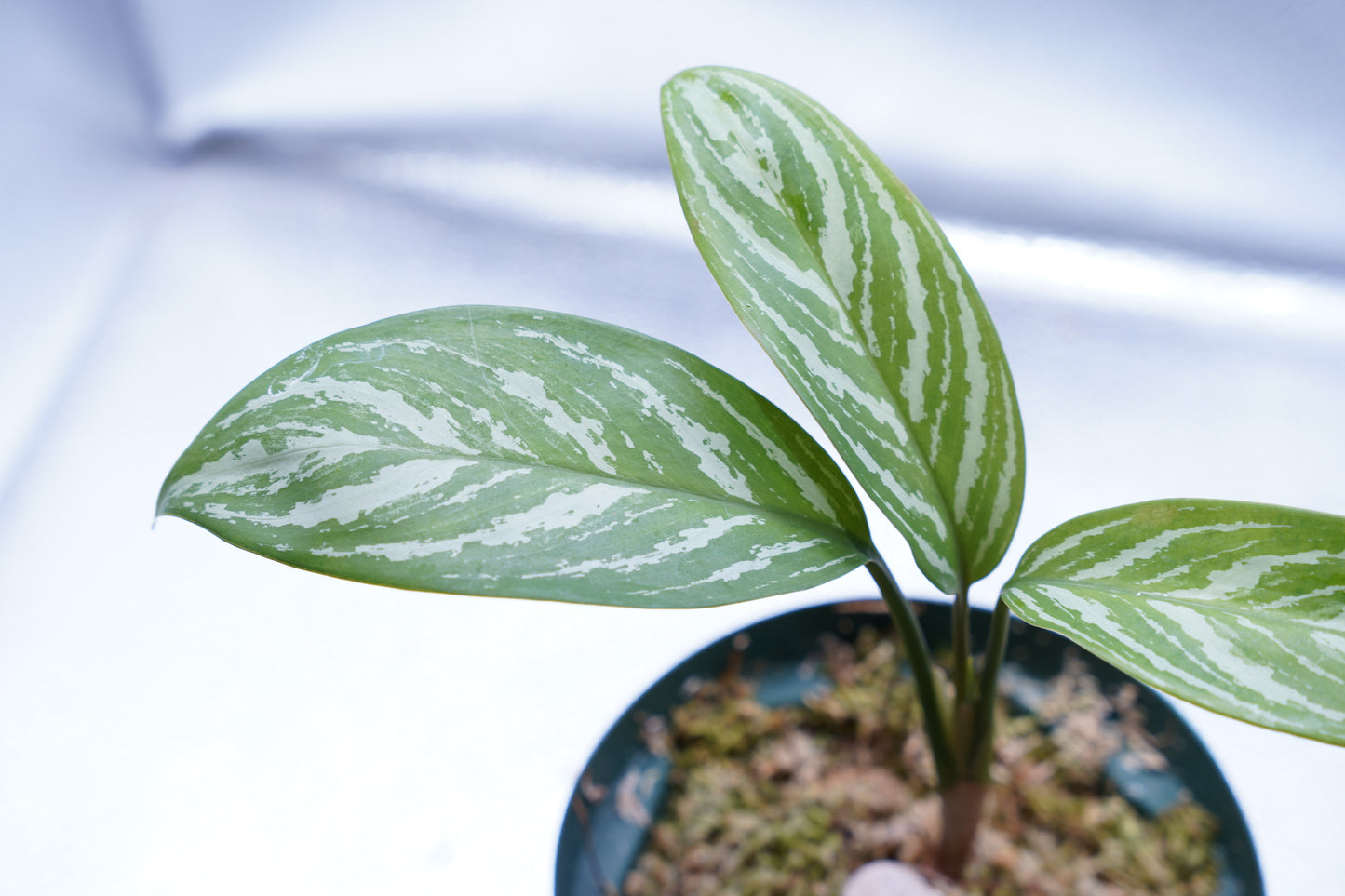 <カーティシー>Aglaonema Nitidum “Curtisii”