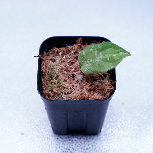 <出射便>Aglaonema Pictum Tricolor “Andaman” Port Blair