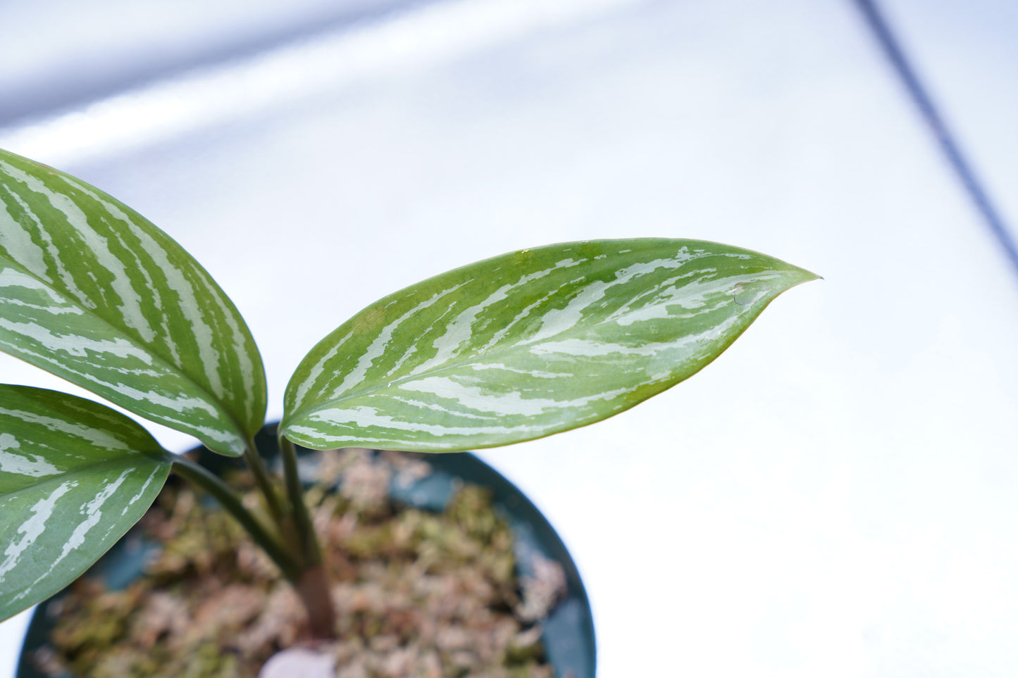 <カーティシー>Aglaonema Nitidum “Curtisii”