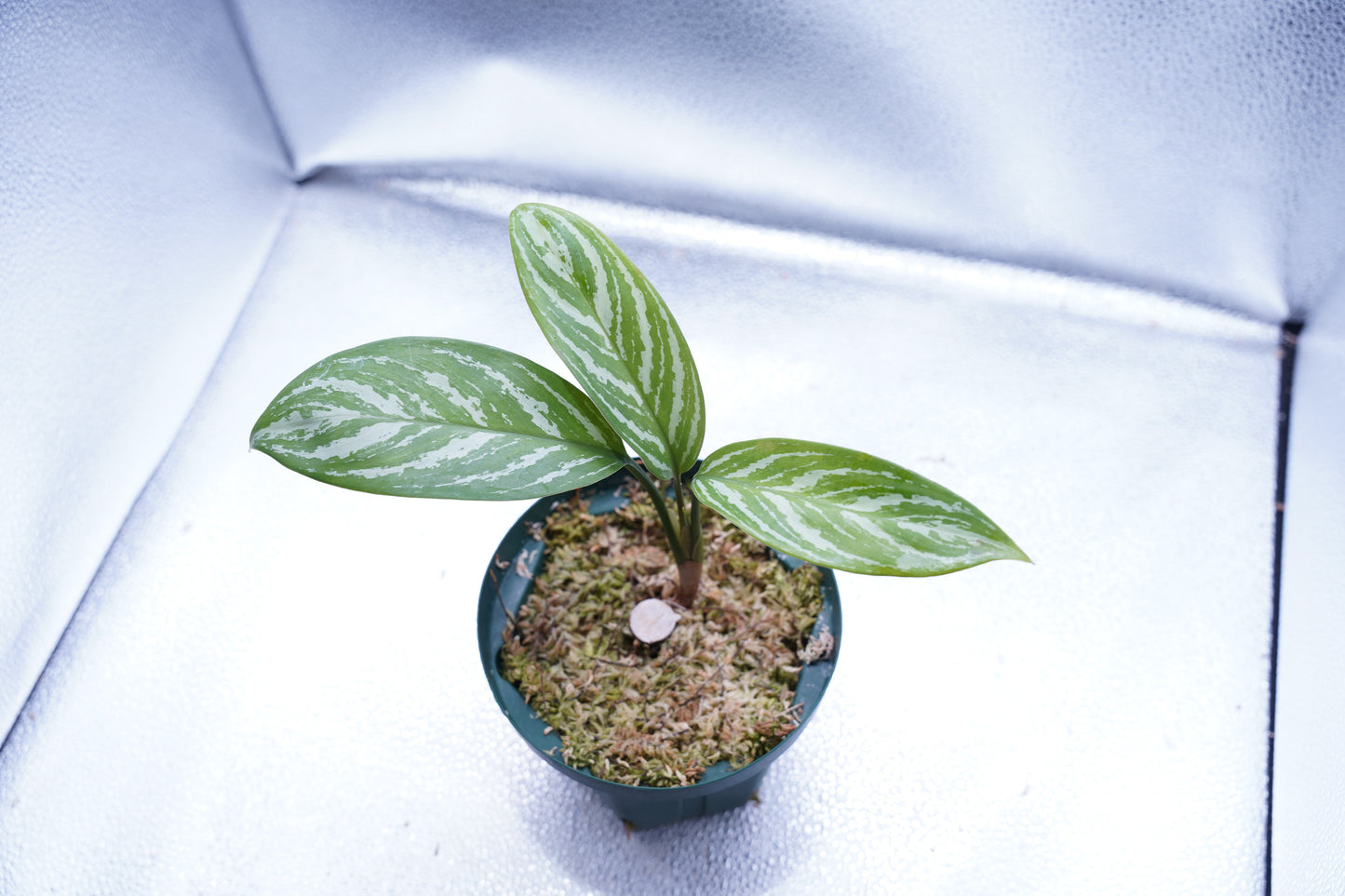 <カーティシー>Aglaonema Nitidum “Curtisii”