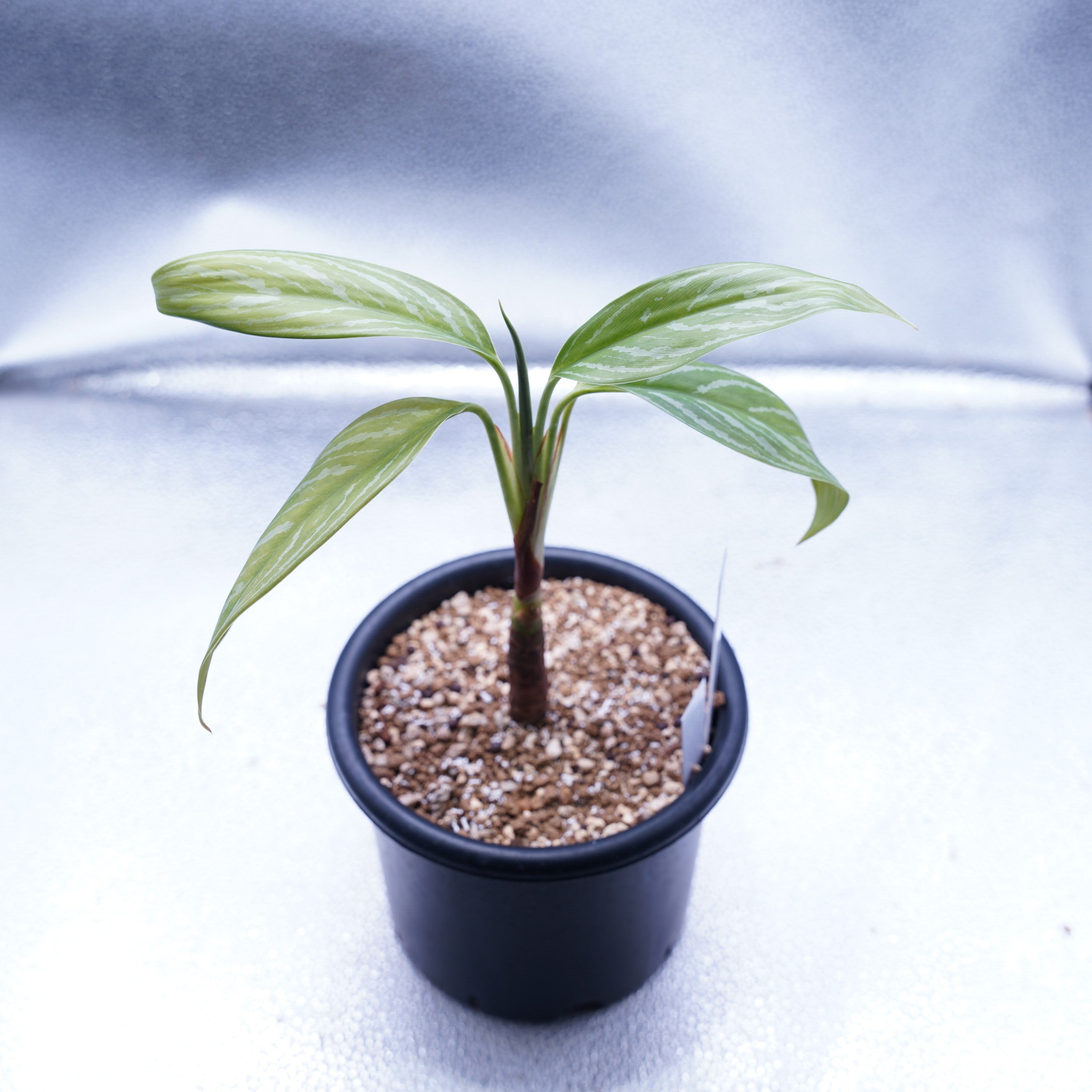 [本物]Aglaonema Nitidum (Curtisii) カーティシー カーティシー＞Aglaonema Nitidum “Curtisii” – undried