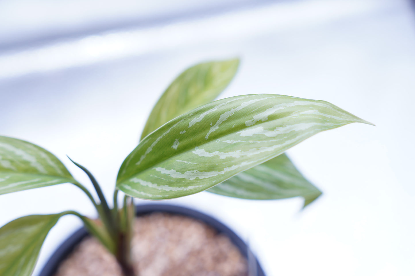 <カーティシー>Aglaonema Nitidum “Curtisii”