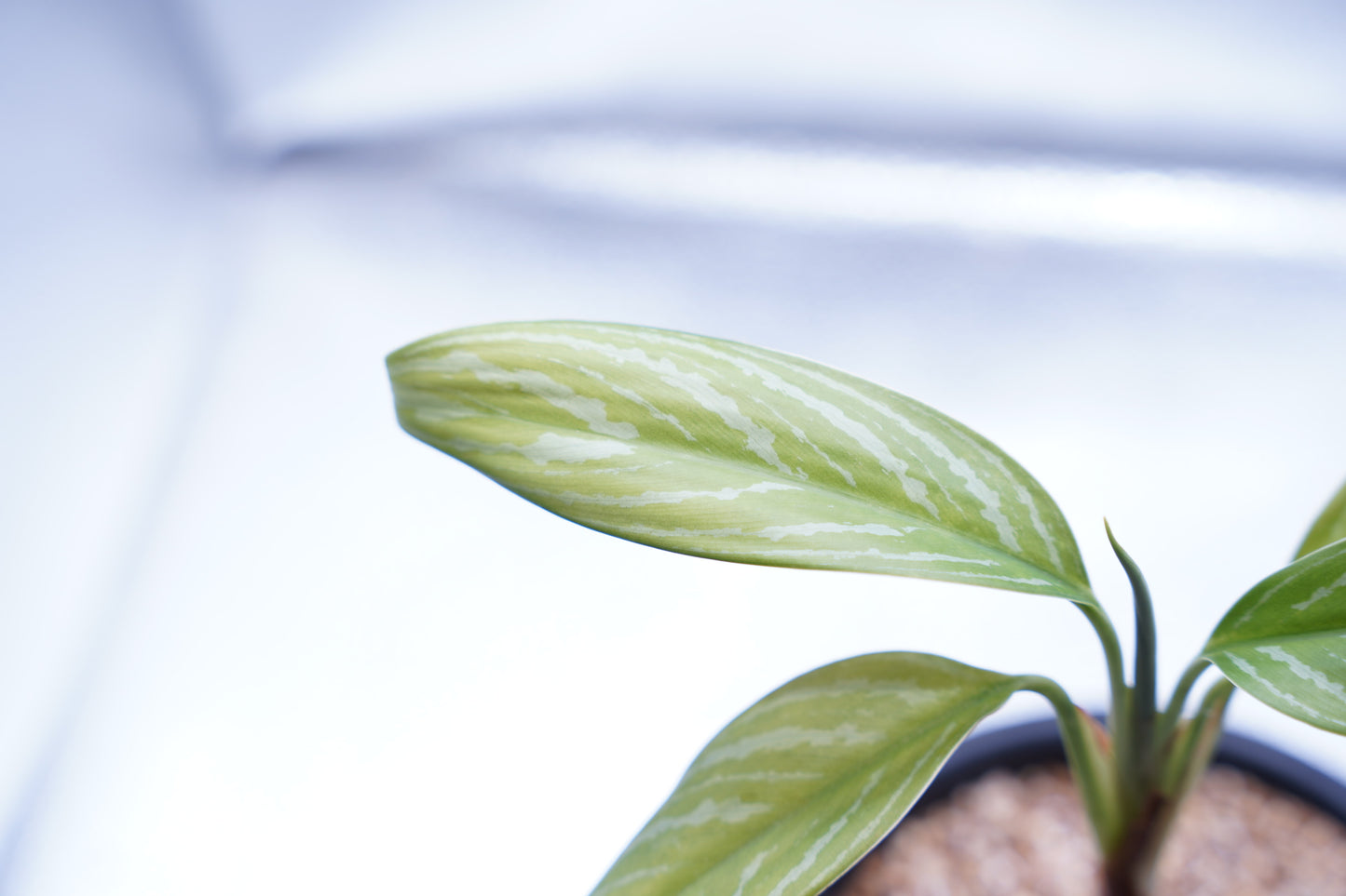 <カーティシー>Aglaonema Nitidum “Curtisii”