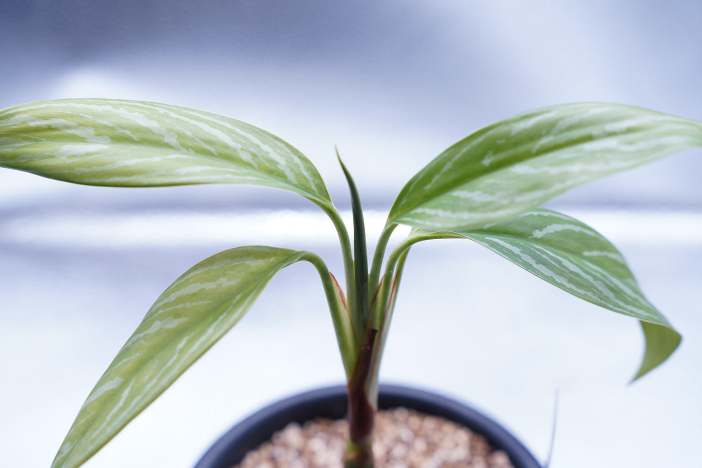 <カーティシー>Aglaonema Nitidum “Curtisii”