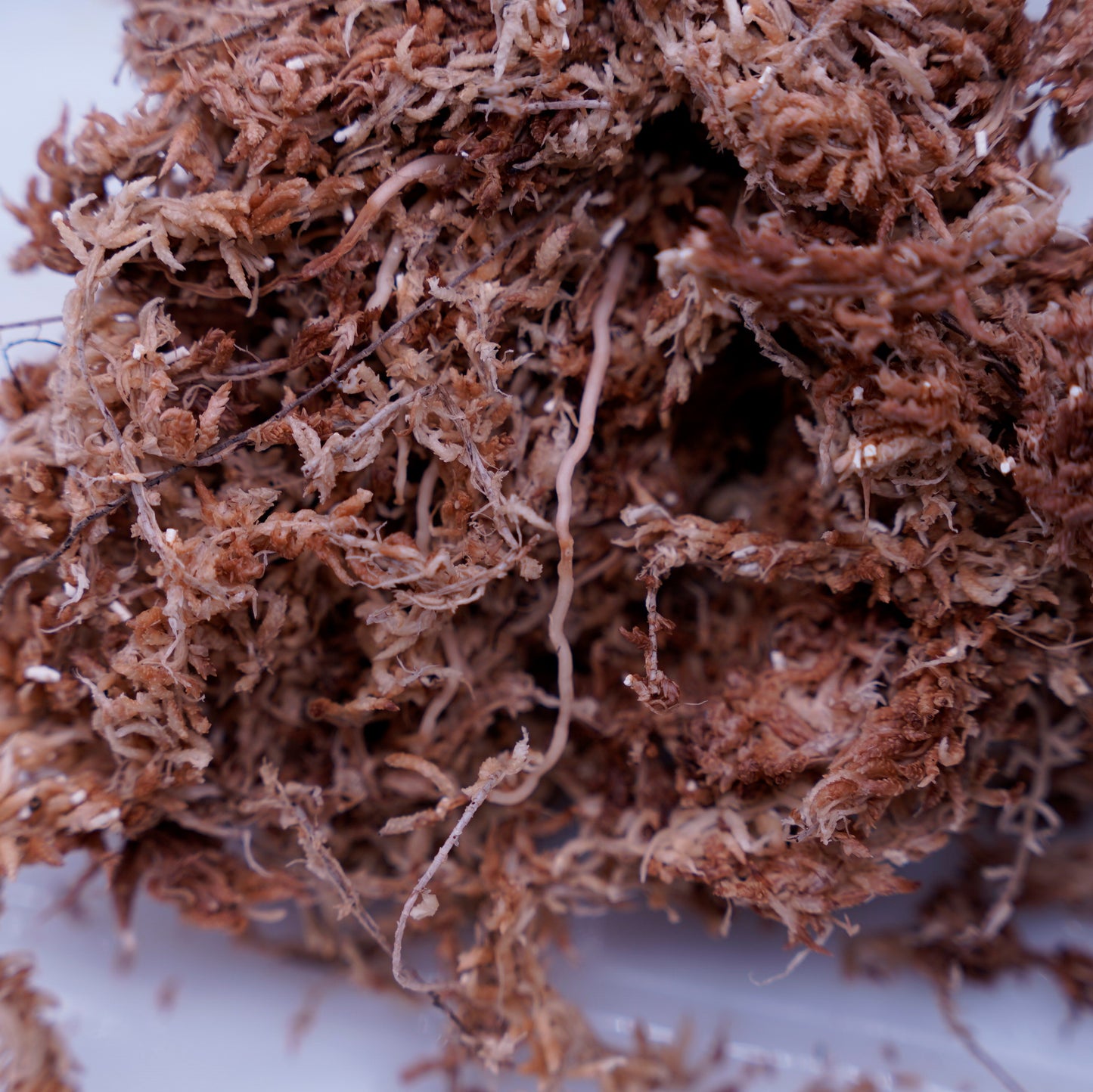 <出射便>Aglaonema Pictum Tricolor “Andaman” Port Blair