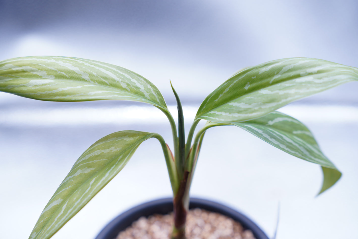 <カーティシー>Aglaonema Nitidum “Curtisii”