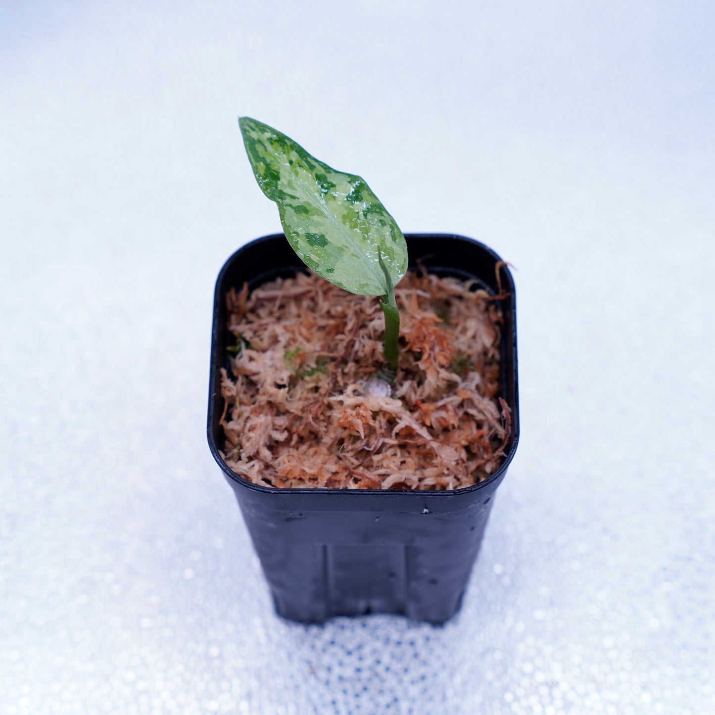 <LA便>Aglaonema Pictum Tricolor【LA1218-03b】