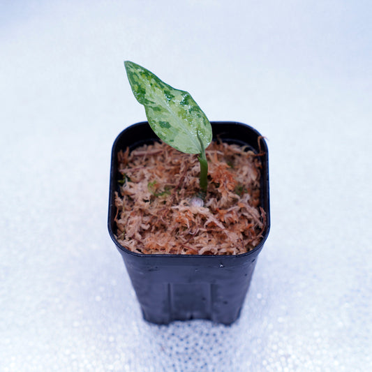 <LA便>Aglaonema Pictum Tricolor【LA1218-03b】