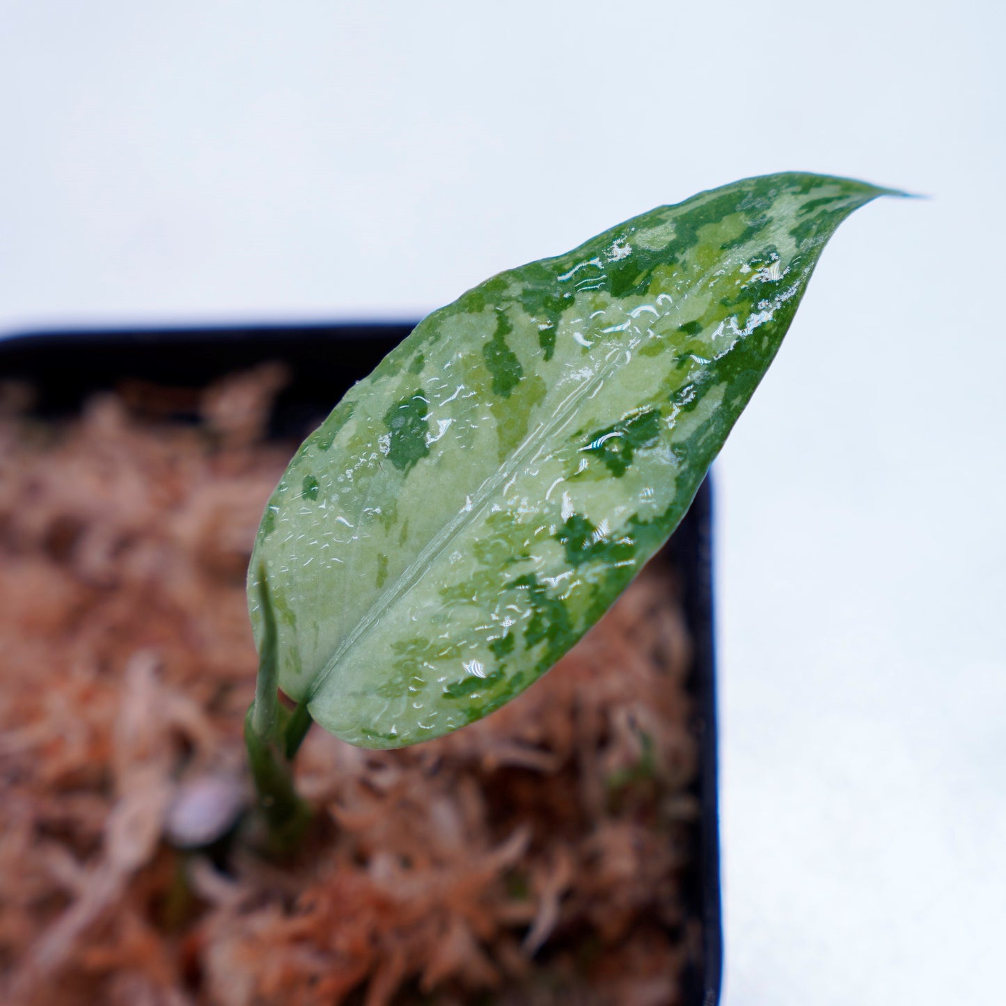 <LA便>Aglaonema Pictum Tricolor【LA1218-03b】