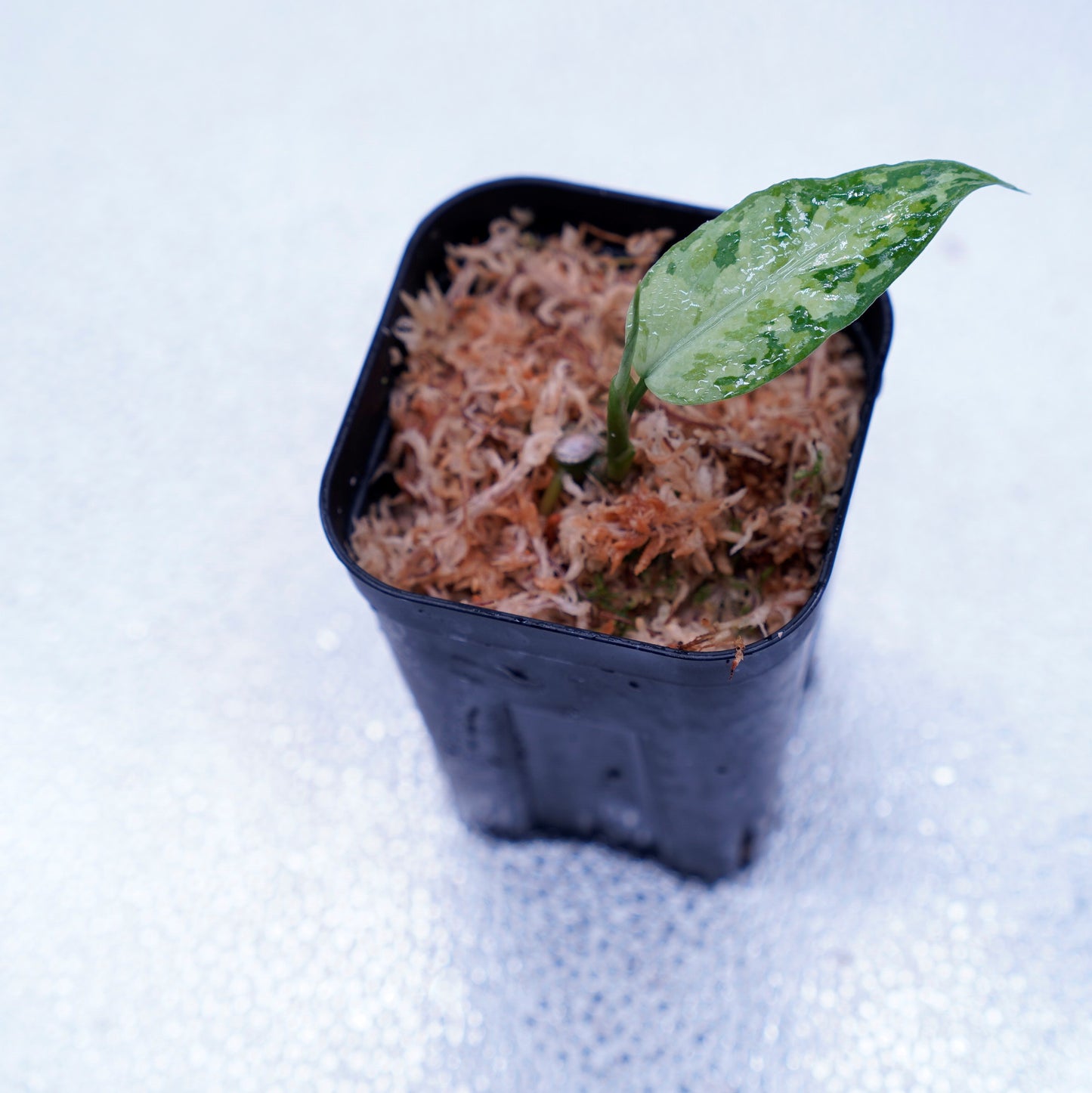 <LA便>Aglaonema Pictum Tricolor【LA1218-03b】
