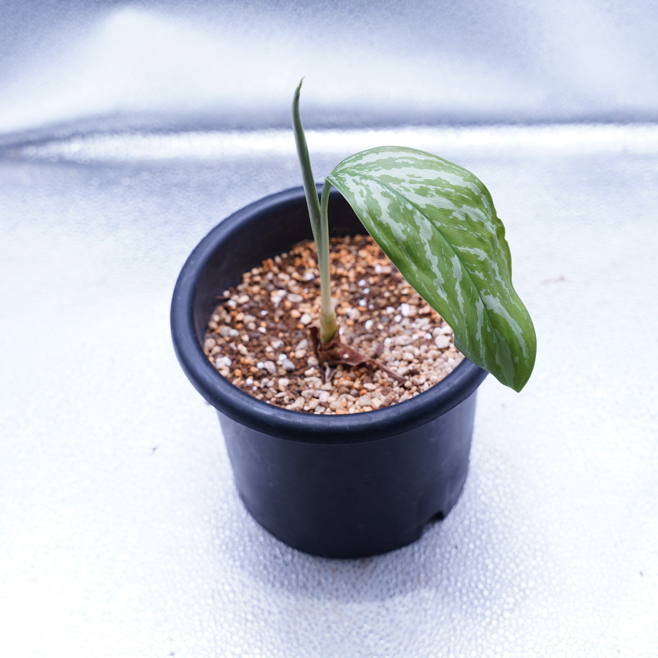 カーティシー＞Aglaonema Nitidum “Curtisii” – undried