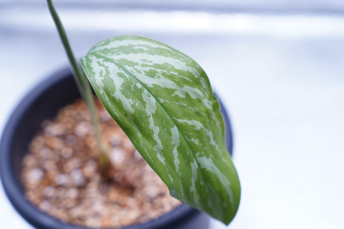 <カーティシー>Aglaonema Nitidum “Curtisii”
