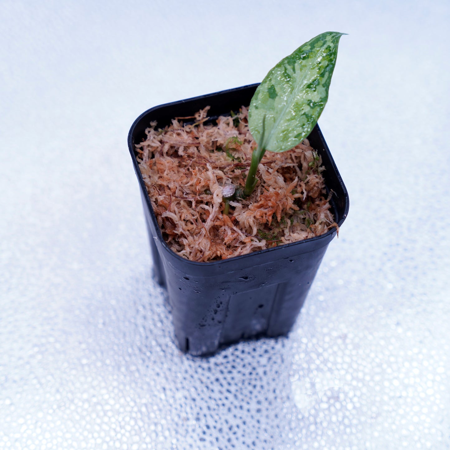 <LA便>Aglaonema Pictum Tricolor【LA1218-03b】