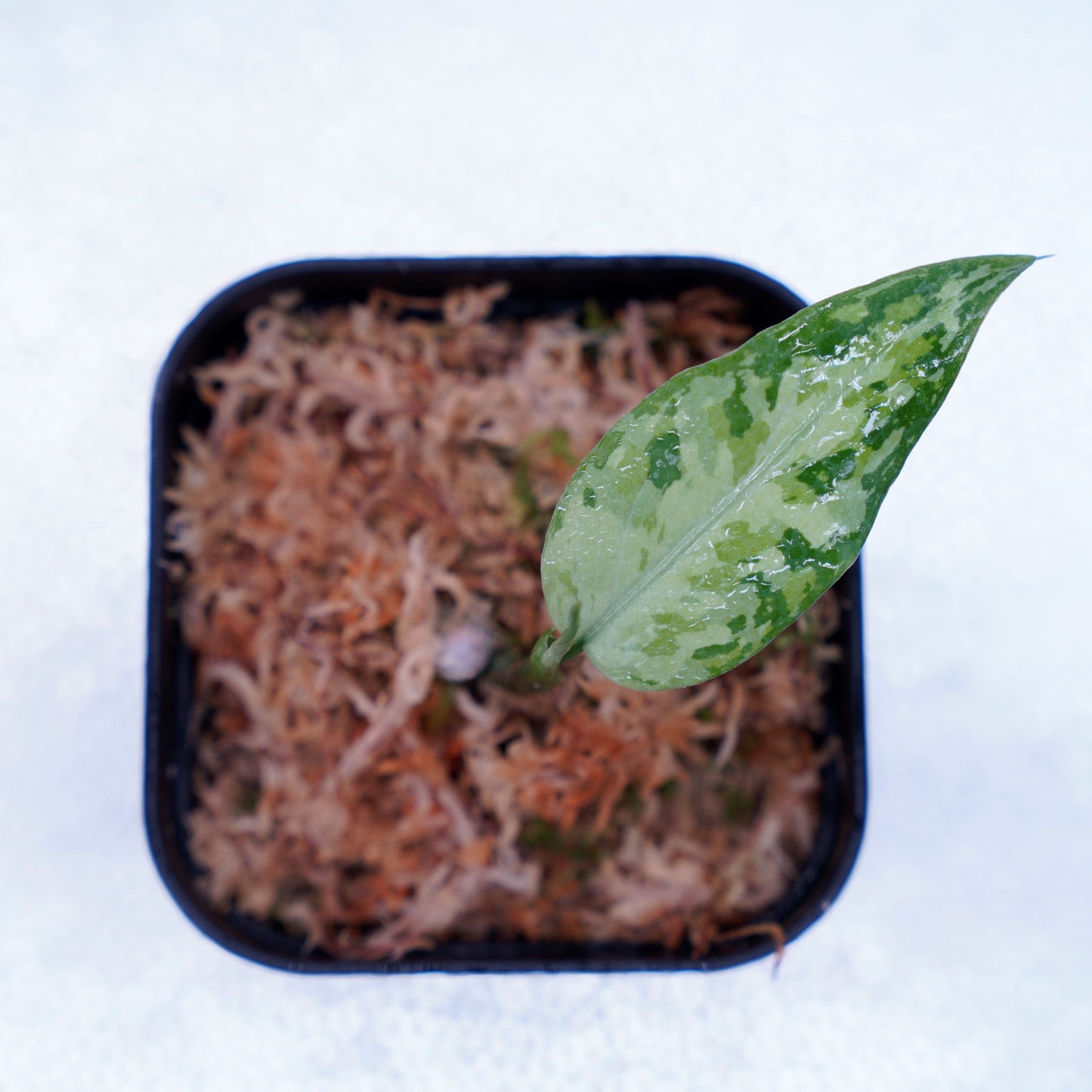 <LA便>Aglaonema Pictum Tricolor【LA1218-03b】