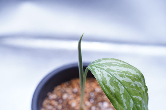 <カーティシー>Aglaonema Nitidum “Curtisii”