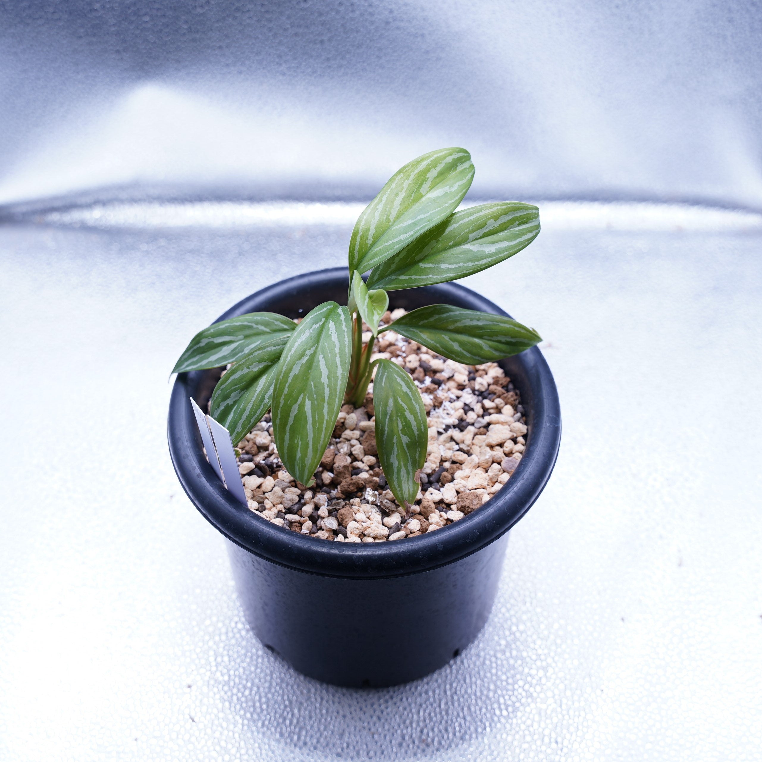 [本物]Aglaonema Nitidum (Curtisii) カーティシー カーティシー＞Aglaonema Nitidum “Curtisii” – undried