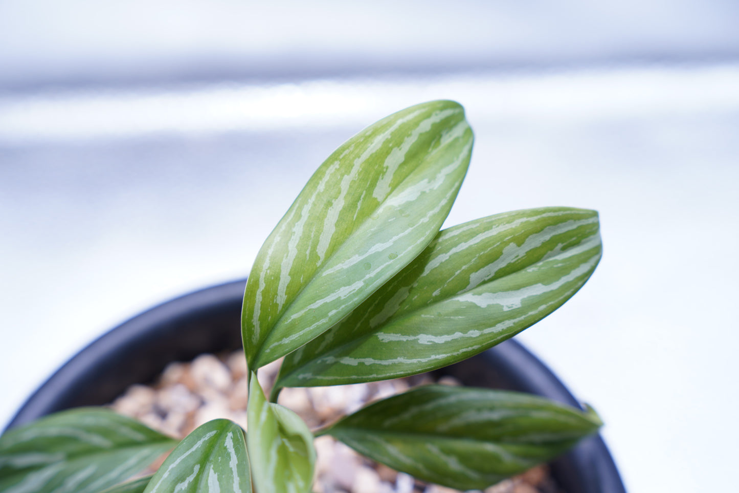 <カーティシー>Aglaonema Nitidum “Curtisii”