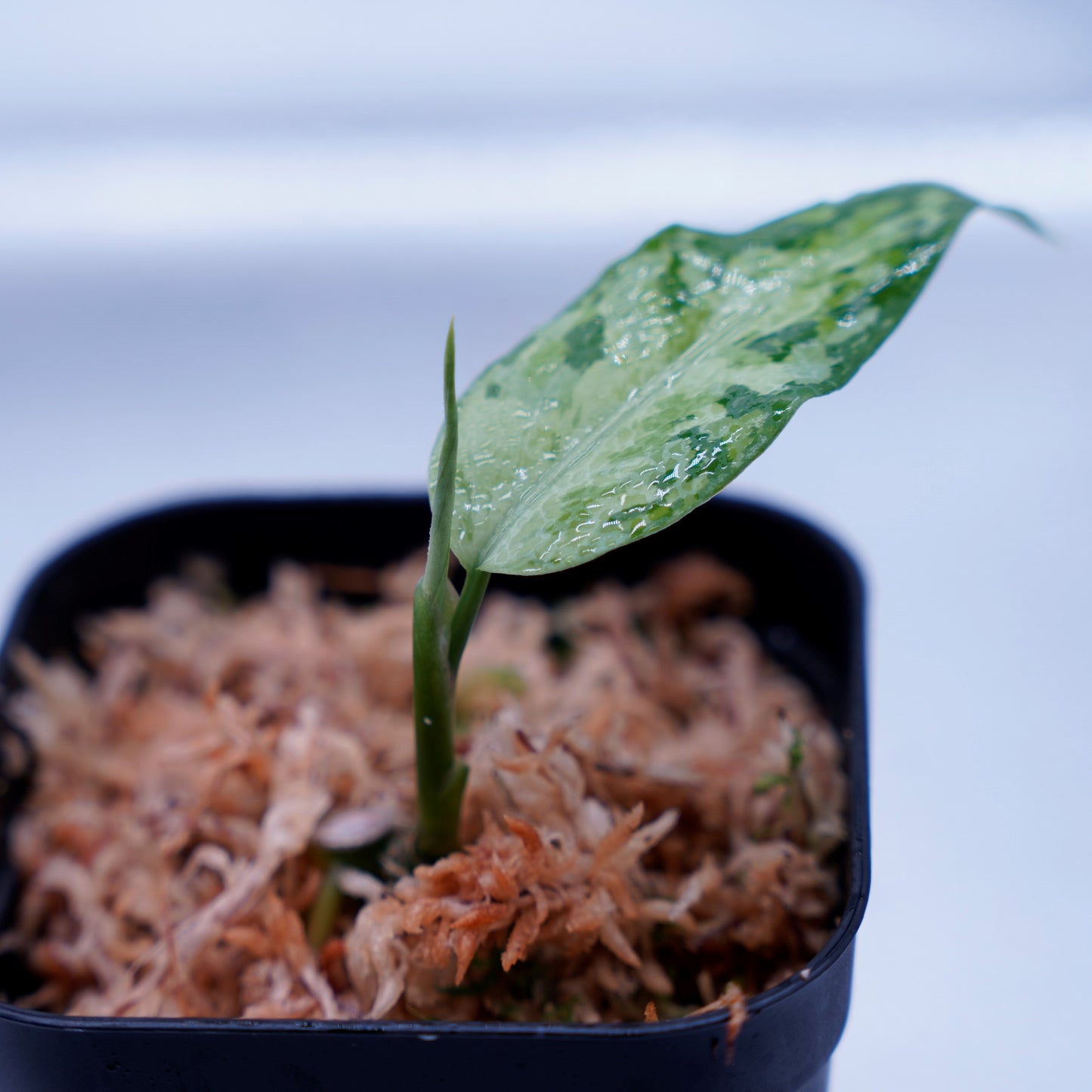 <LA便>Aglaonema Pictum Tricolor【LA1218-03b】