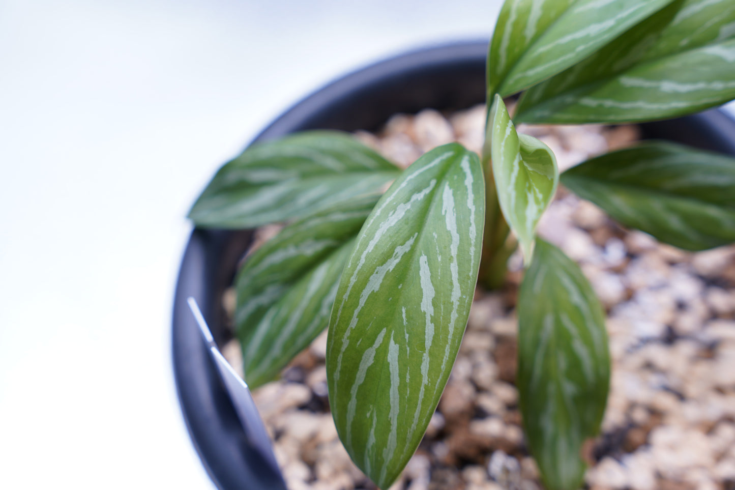 <カーティシー>Aglaonema Nitidum “Curtisii”