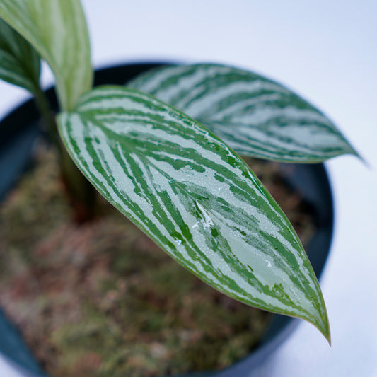 <カーティシー>Aglaonema Nitidum “Curtisii” UND230521
