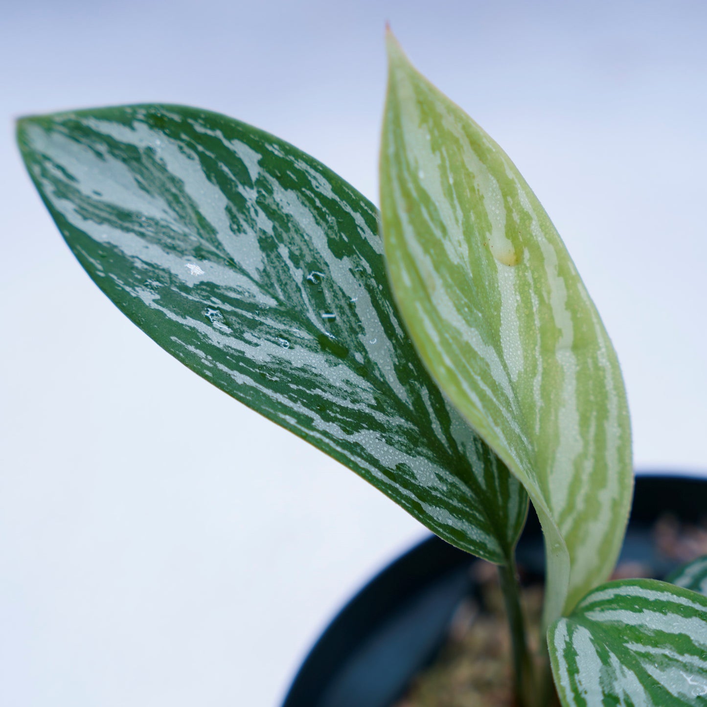 <カーティシー>Aglaonema Nitidum “Curtisii” UND230521