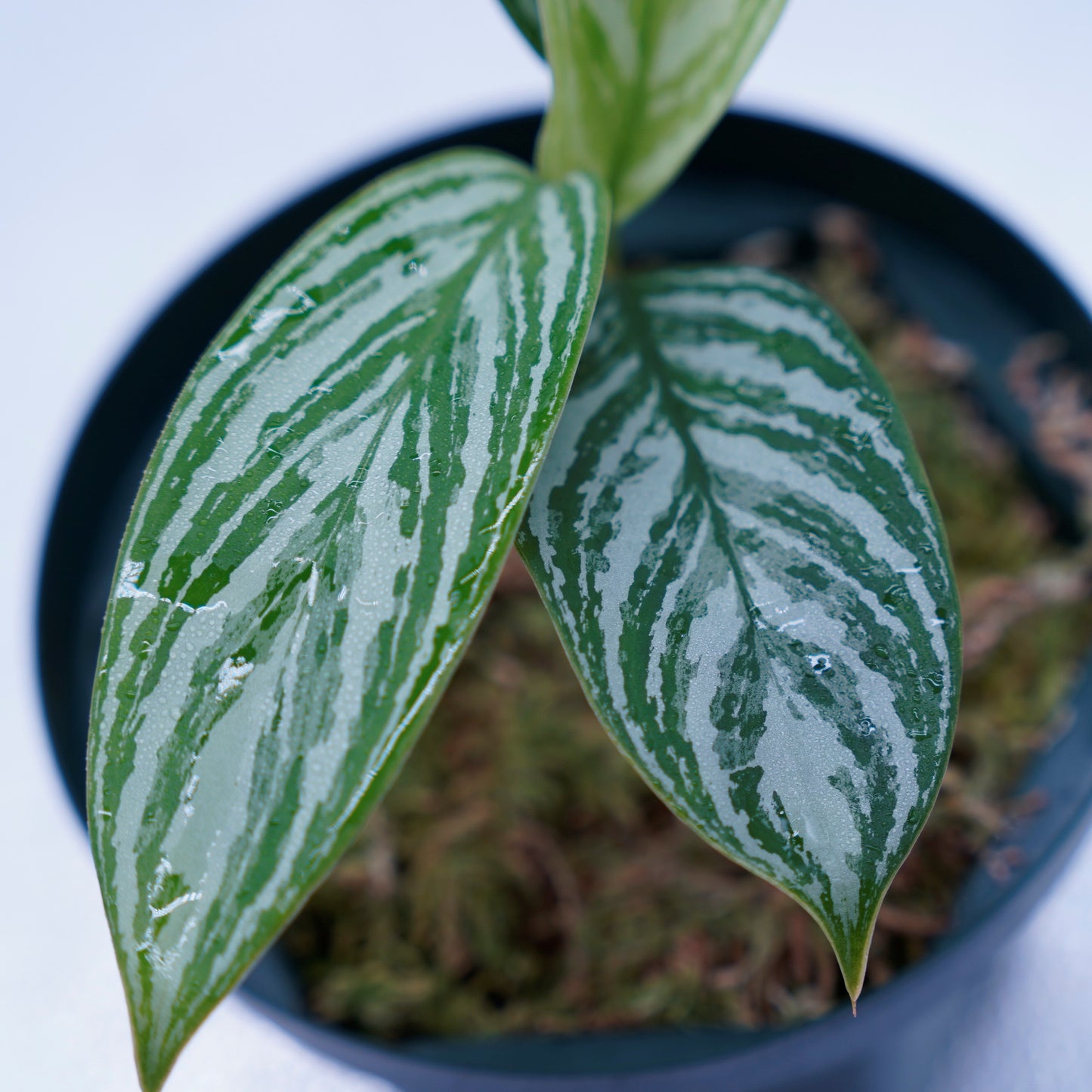 <カーティシー>Aglaonema Nitidum “Curtisii” UND230521
