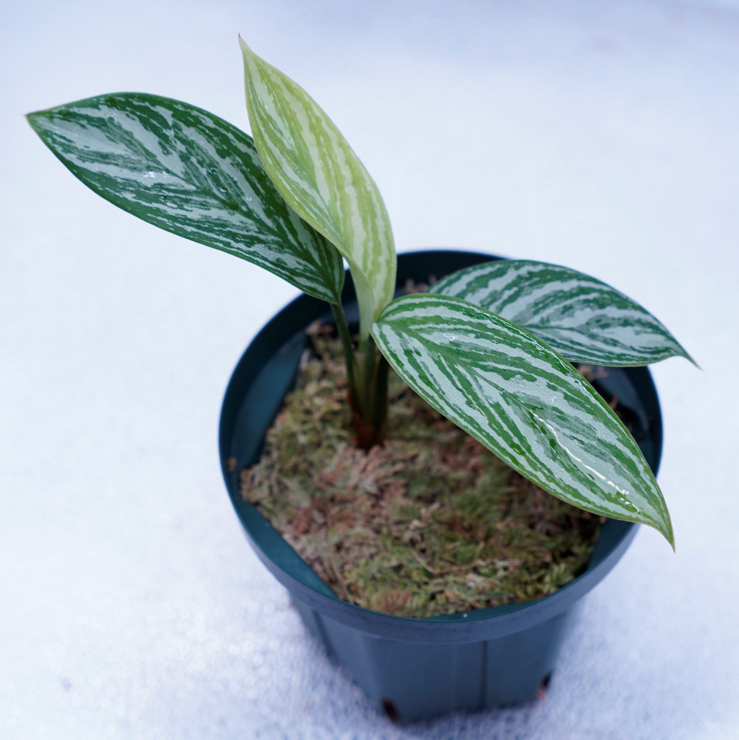 <カーティシー>Aglaonema Nitidum “Curtisii” UND230521