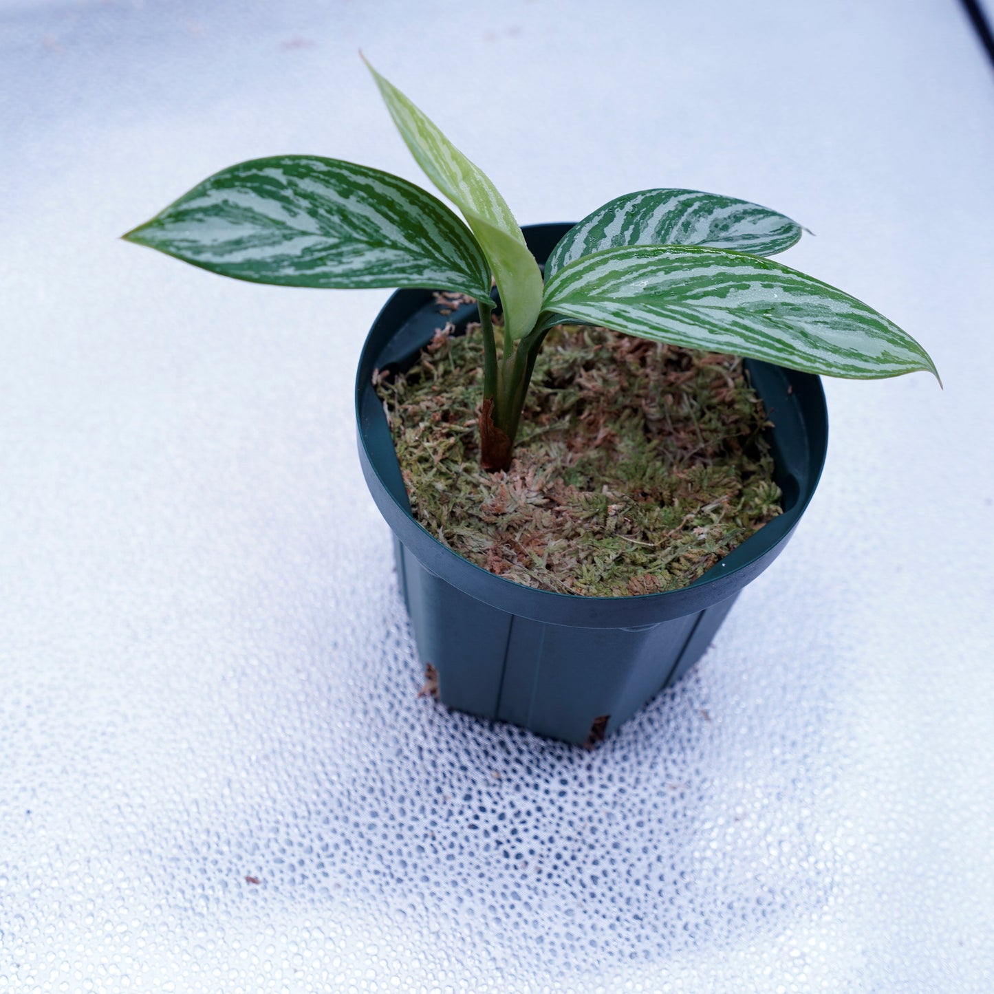 <カーティシー>Aglaonema Nitidum “Curtisii” UND230521