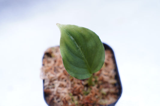 <オリジナル>Aglaonema Pictum Multicolor UND “BERGDORF”