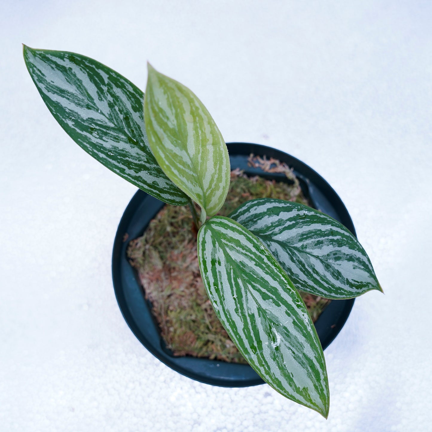 <カーティシー>Aglaonema Nitidum “Curtisii” UND230521