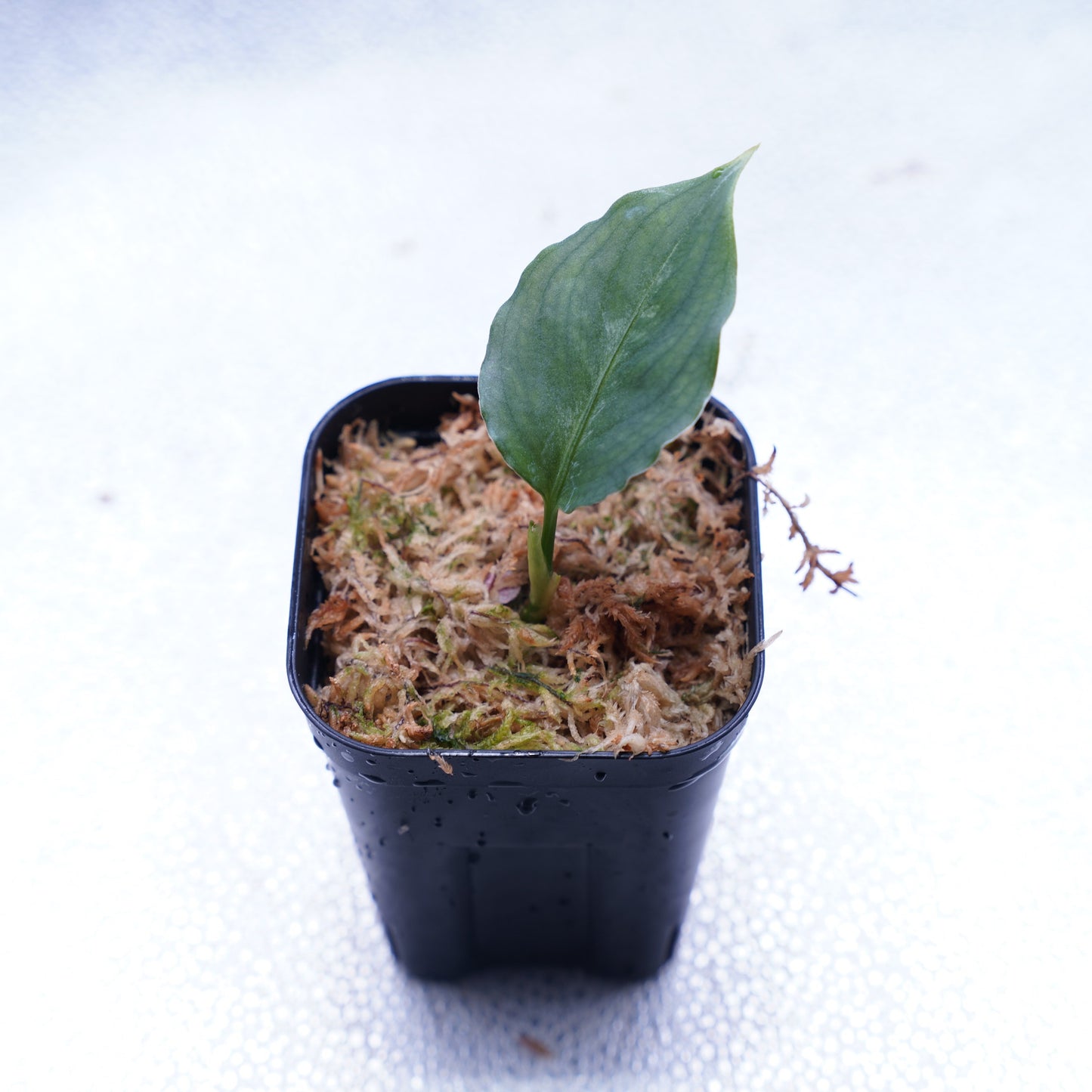 <オリジナル>Aglaonema Pictum Multicolor UND “BERGDORF”