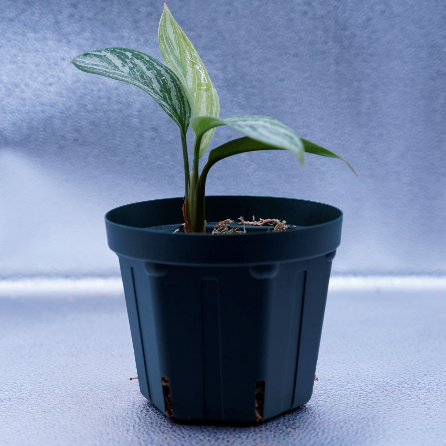 <カーティシー>Aglaonema Nitidum “Curtisii” UND230521