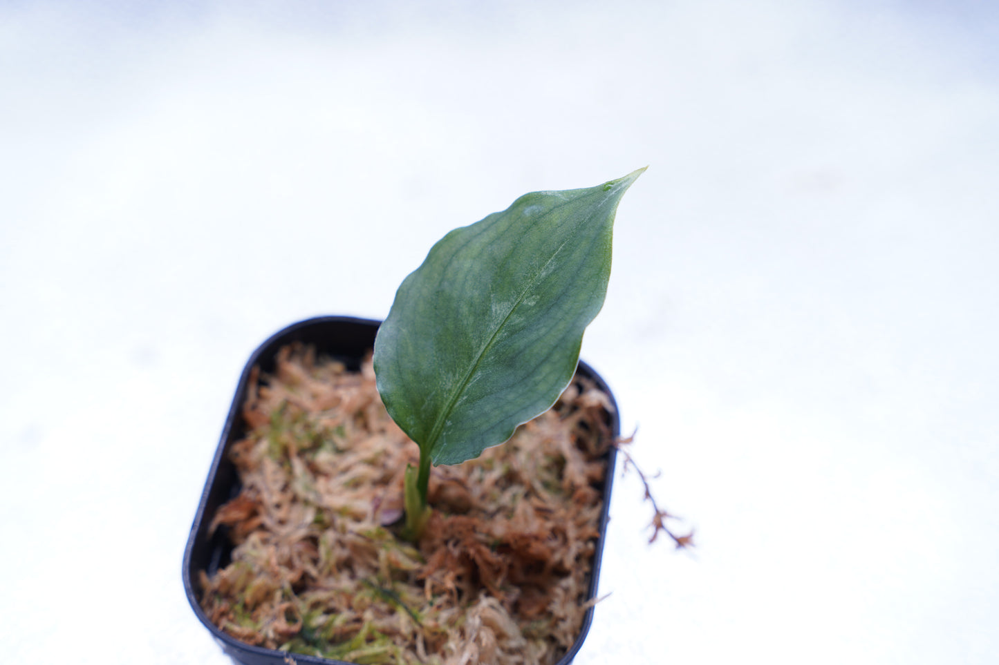 <オリジナル>Aglaonema Pictum Multicolor UND “BERGDORF”
