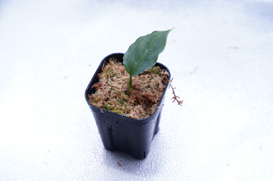 <オリジナル>Aglaonema Pictum Multicolor UND “BERGDORF”