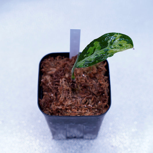 <AZ便>Aglaonema Pictum type EUREKA from Plau Nias