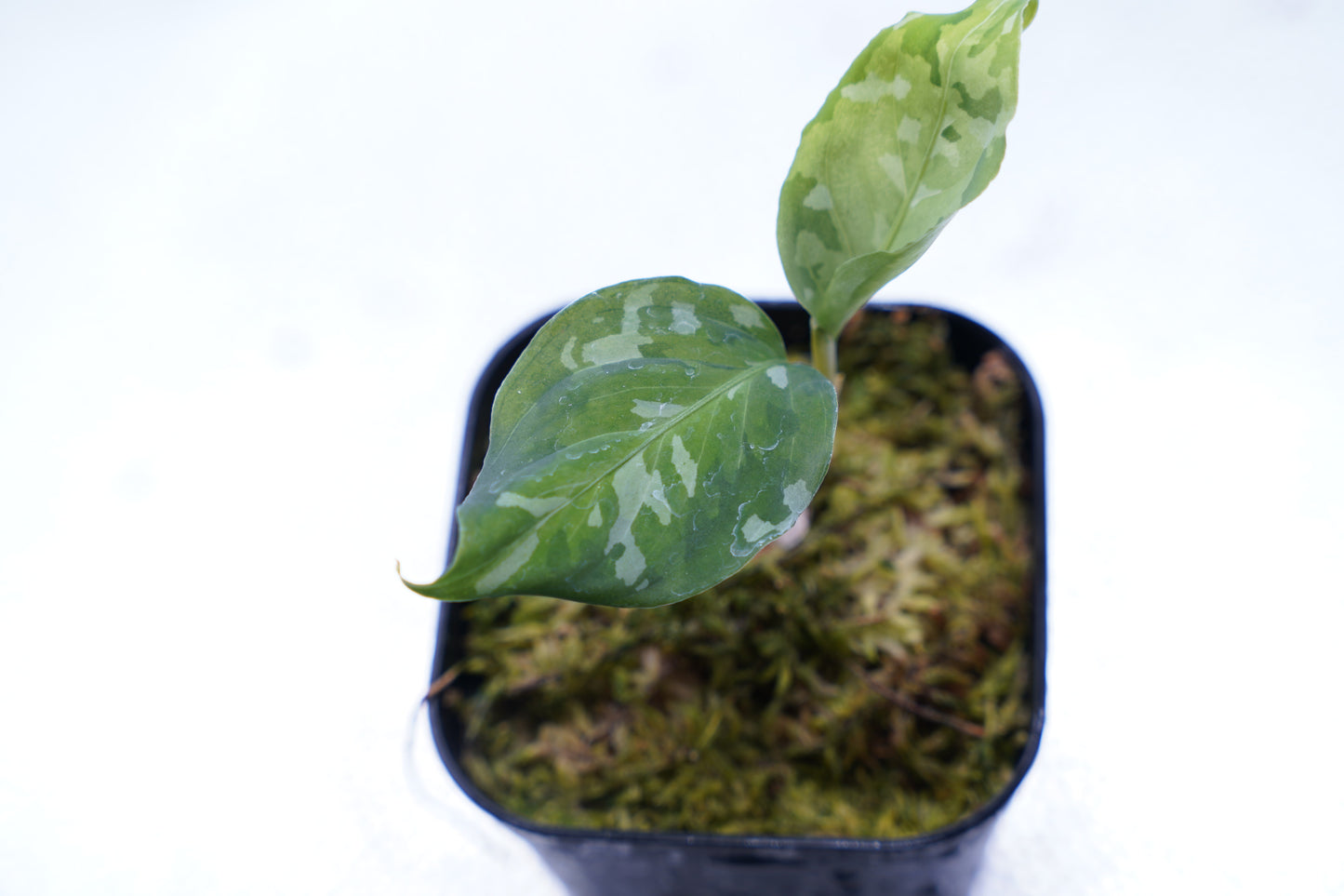 <出射便>Aglaonema Pictum Tricolor “Andaman” Port Blair
