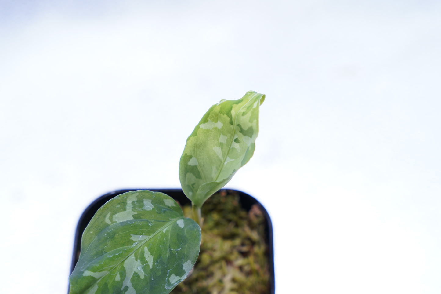 <出射便>Aglaonema Pictum Tricolor “Andaman” Port Blair