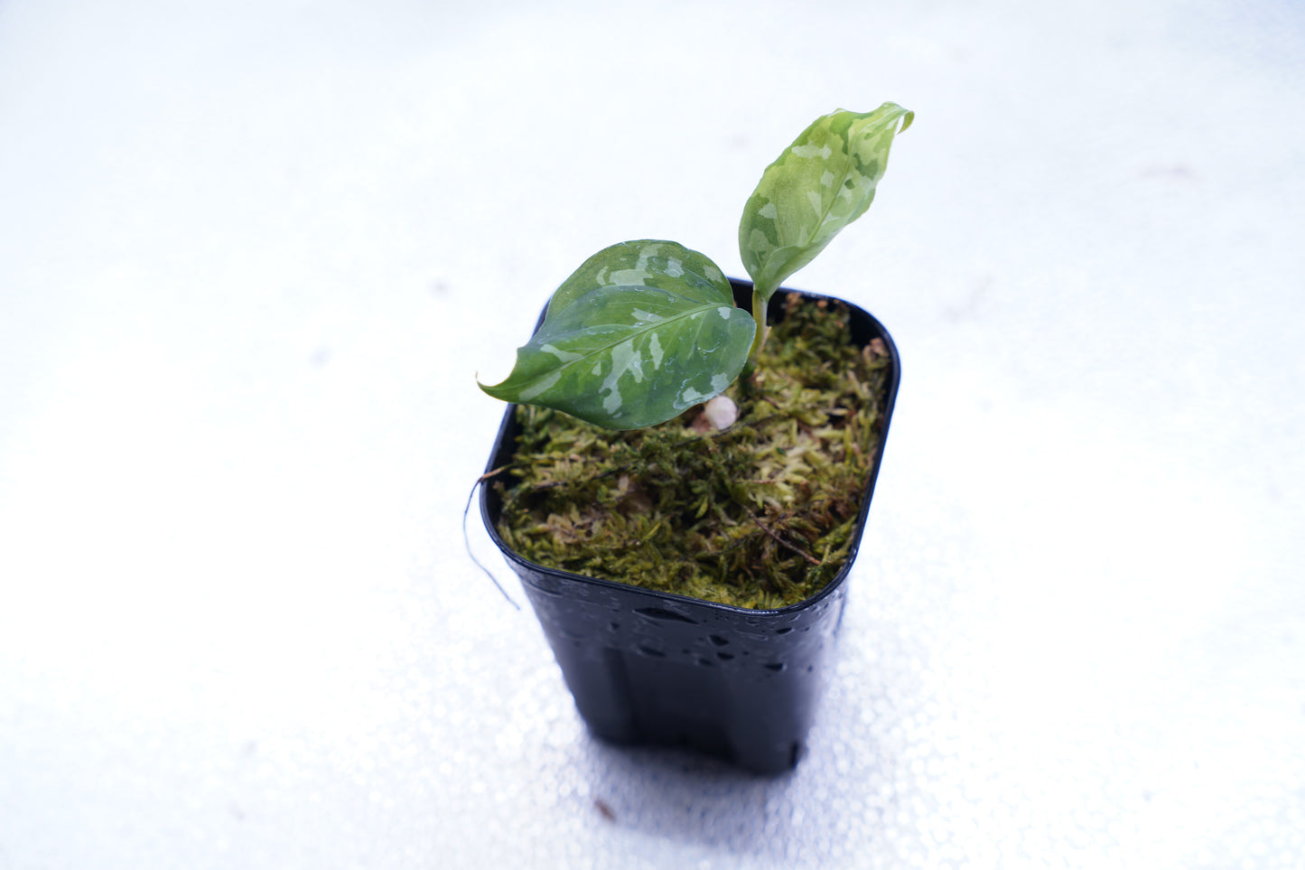 <出射便>Aglaonema Pictum Tricolor “Andaman” Port Blair