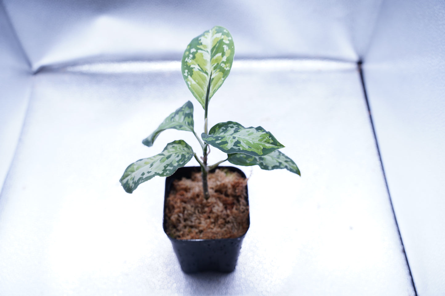 <オリジナル>Aglaonema Pictum Multicolor UND “BERGDORF”