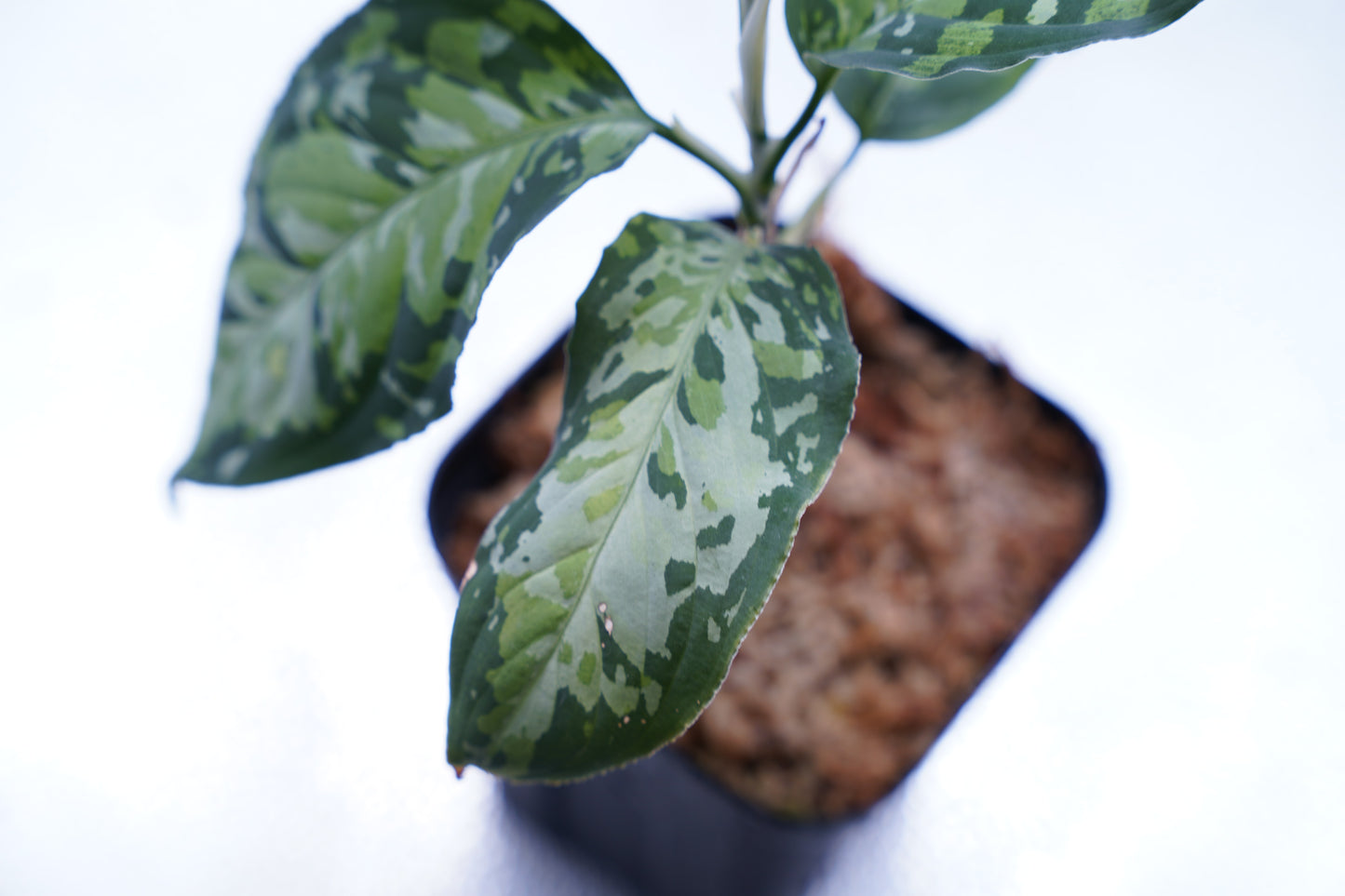 <オリジナル>Aglaonema Pictum Multicolor UND “BERGDORF”
