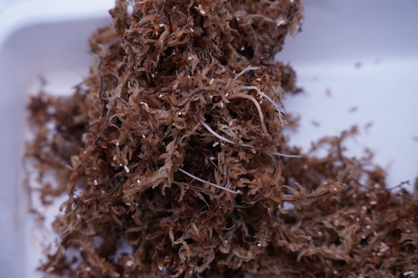 <AZ便>Aglaonema Pictum type EUREKA from Plau Nias